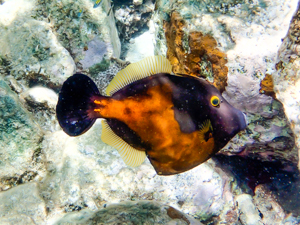 Snorkling, Ile Fourche